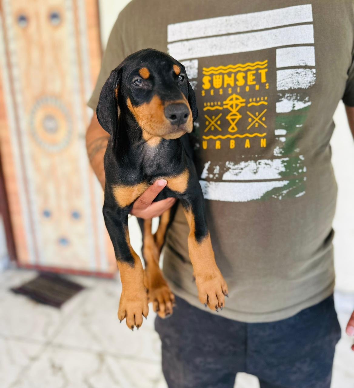 Buy Vaccinated  Doberman Puppy from  India